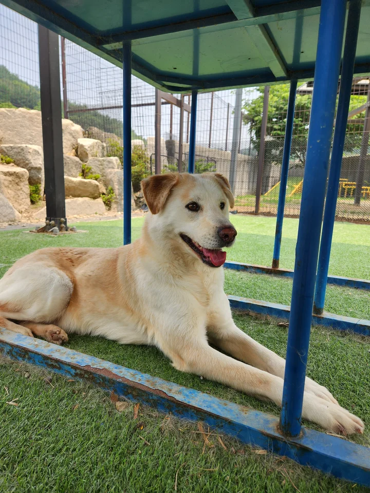 쪼꼬 12