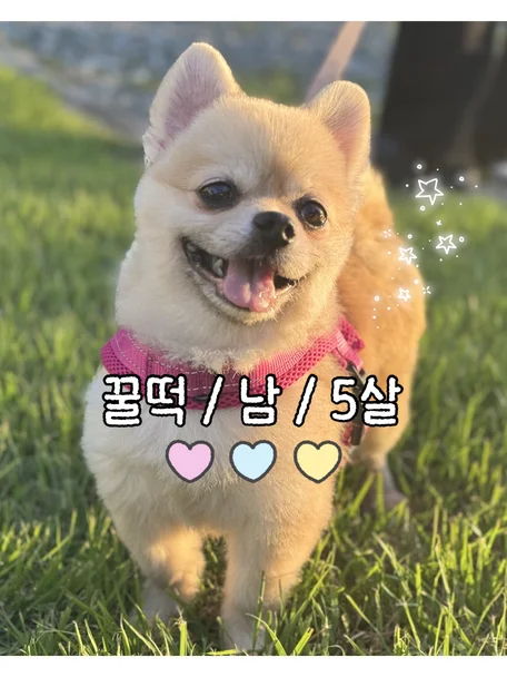 꿀떡
