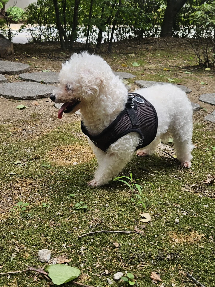 로로 7
