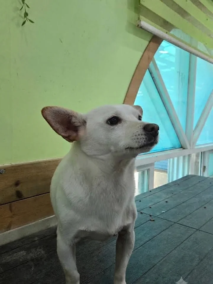 밀크 2