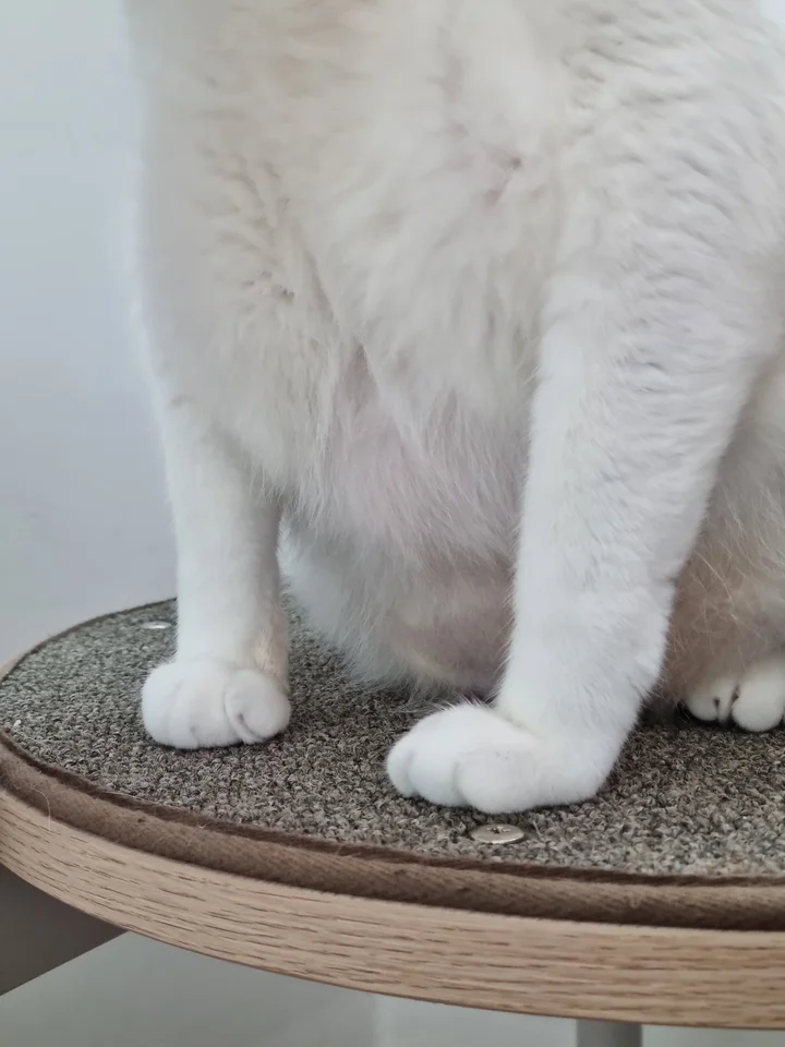 루크 7