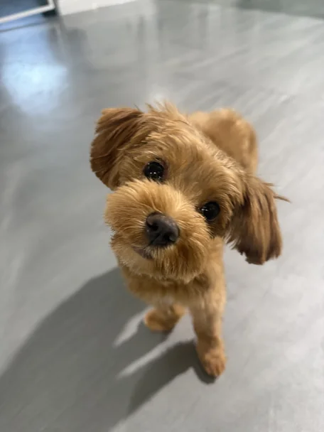 도빛나