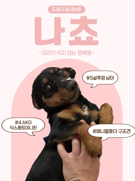 나쵸