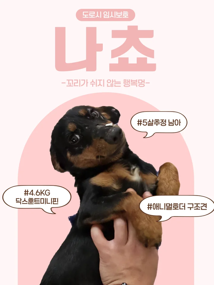 나쵸 1