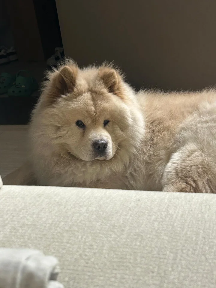 차돌 3
