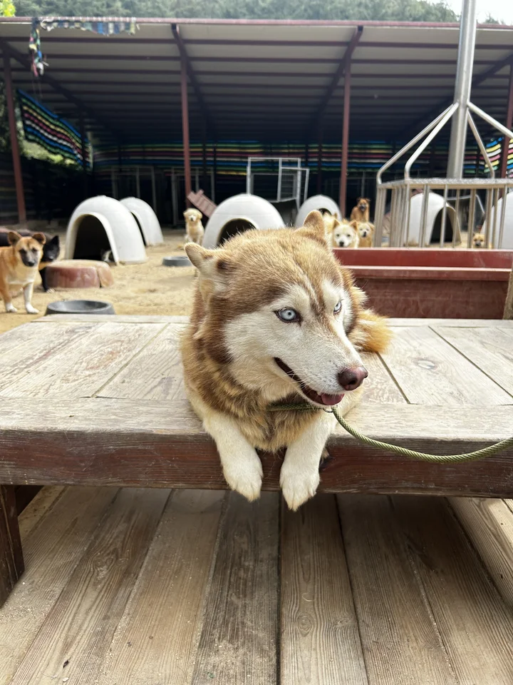 아일라 9