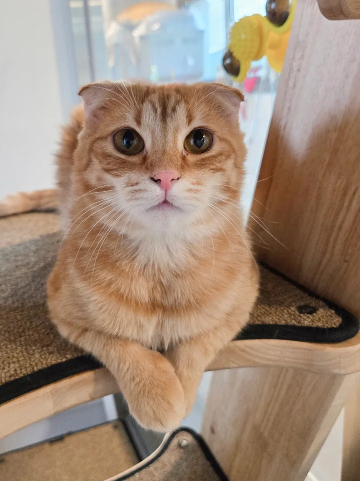 아로 5
