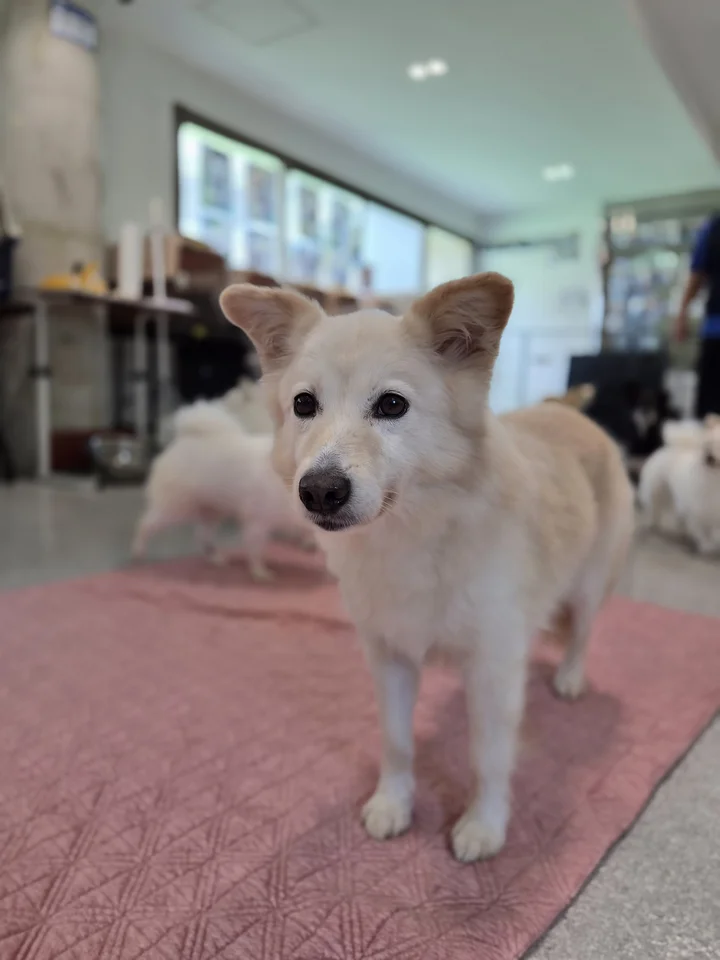 포테 15