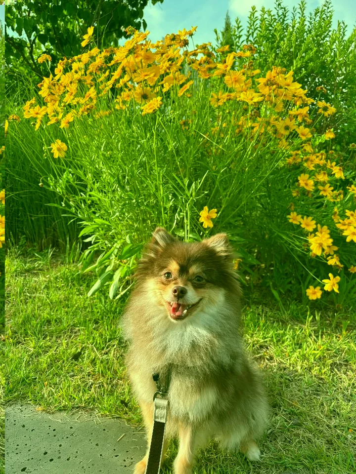 군밤이 2
