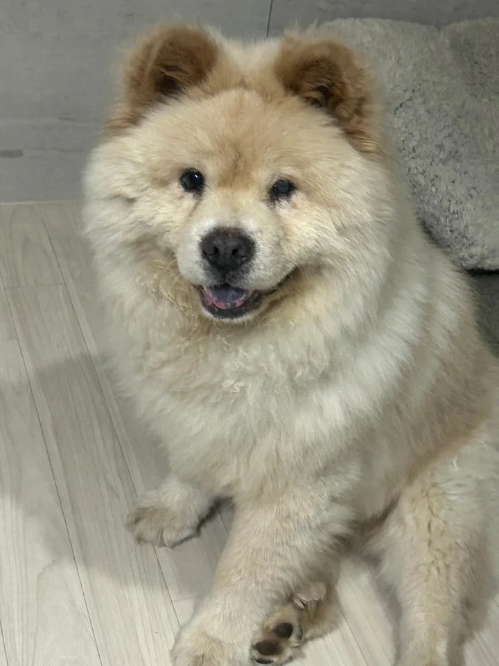 차돌 5