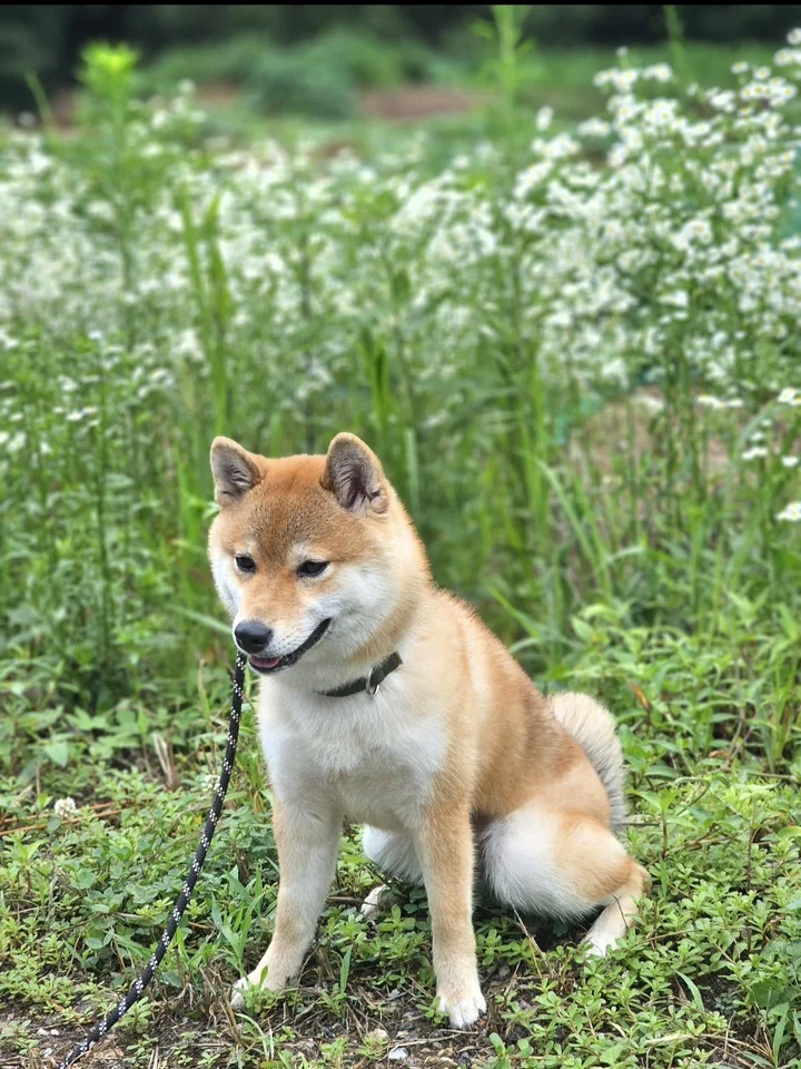 미호 4