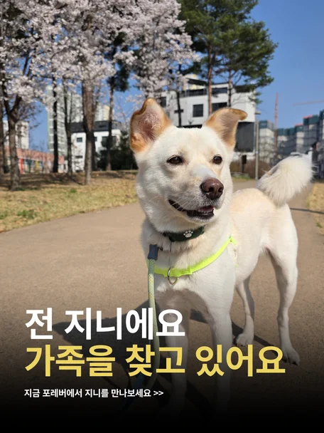 지니