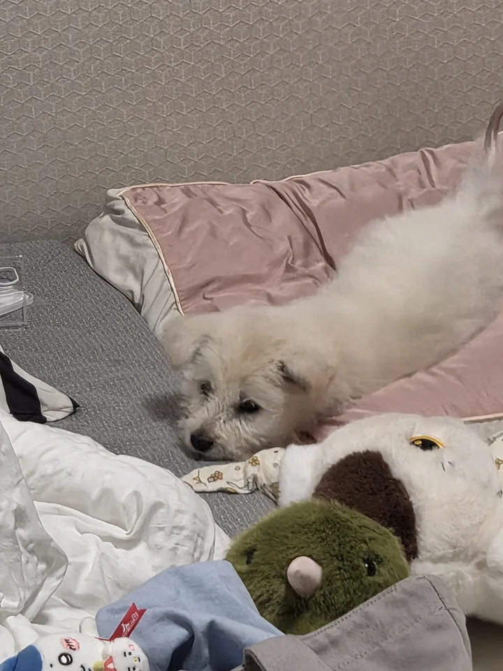백곰 7