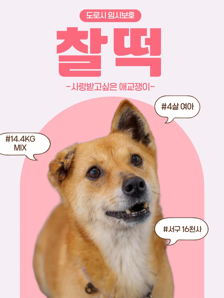 찰떡 1