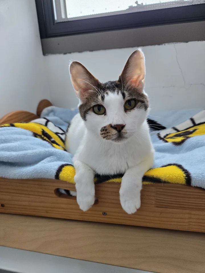봉봉 4