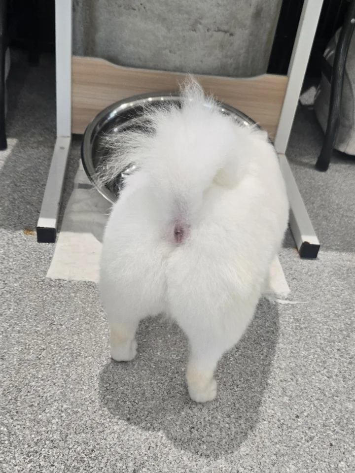 카니 12