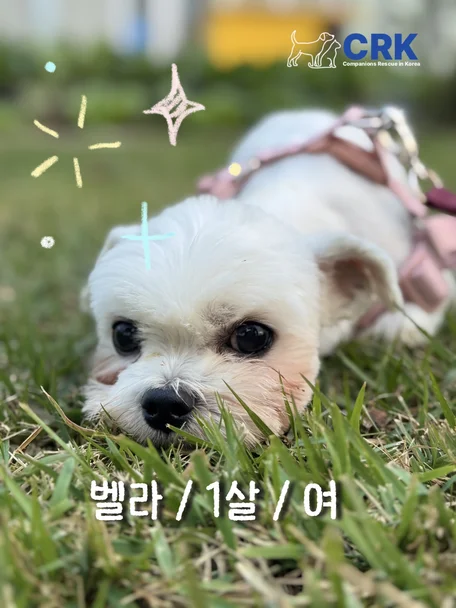 벨라
