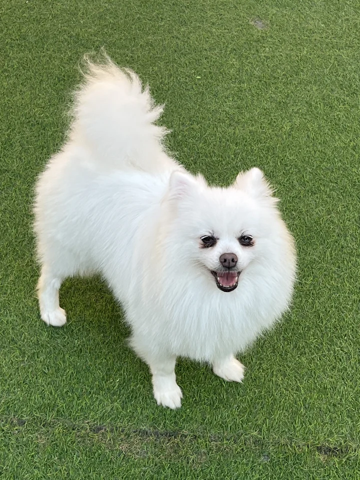 카니 7