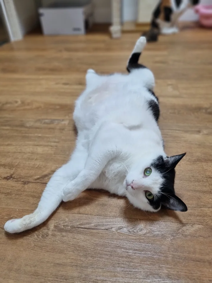 루크 5