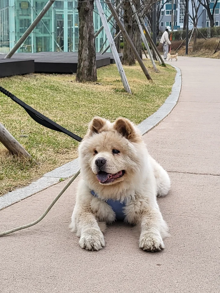 차돌 9