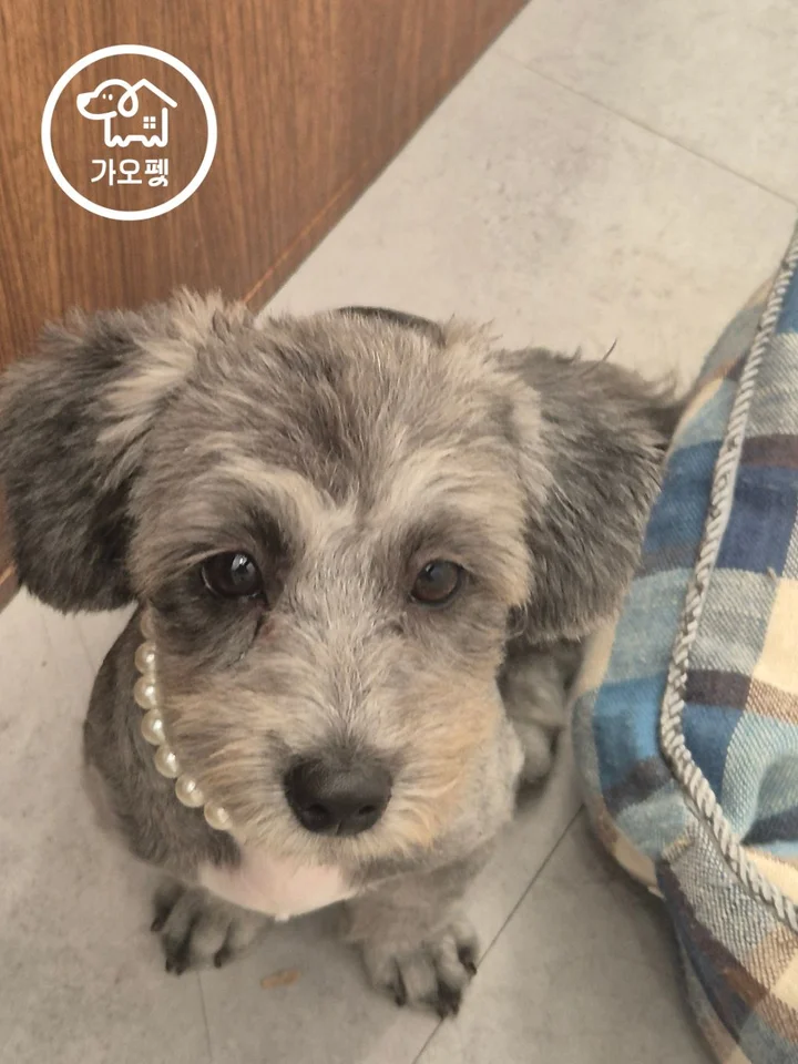 후추 2