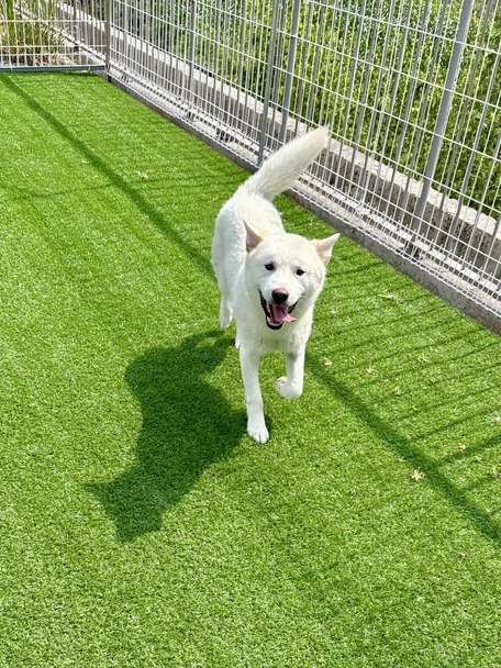 강낭