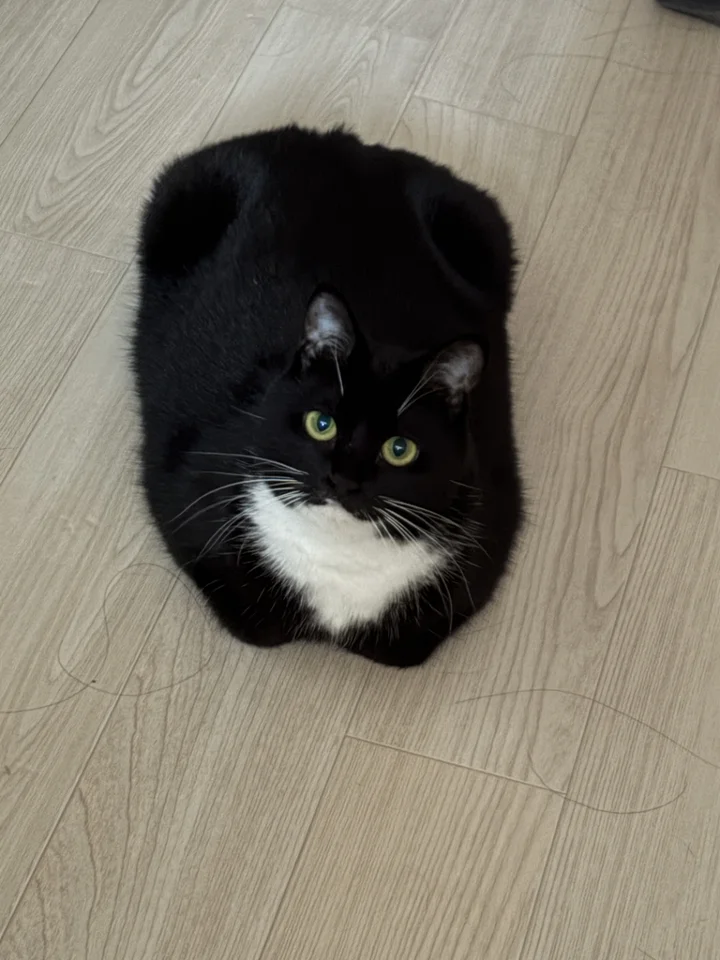 지지 4