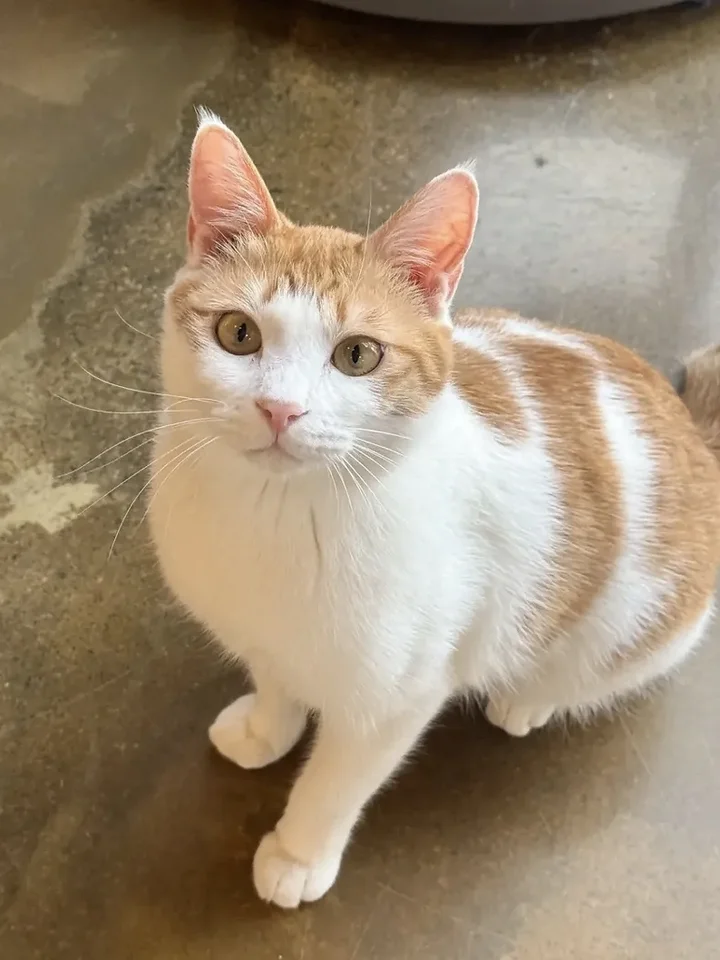 삐용 4