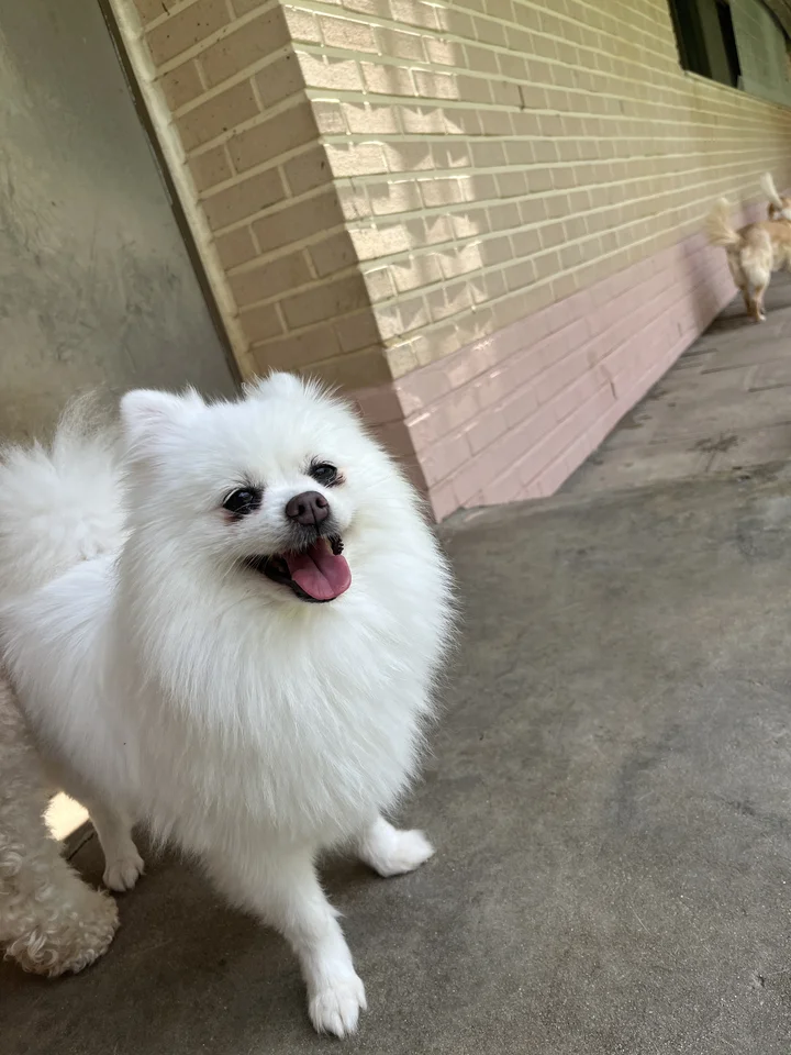 카니 4