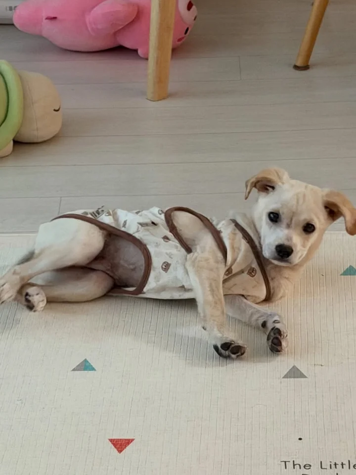 해동이 5