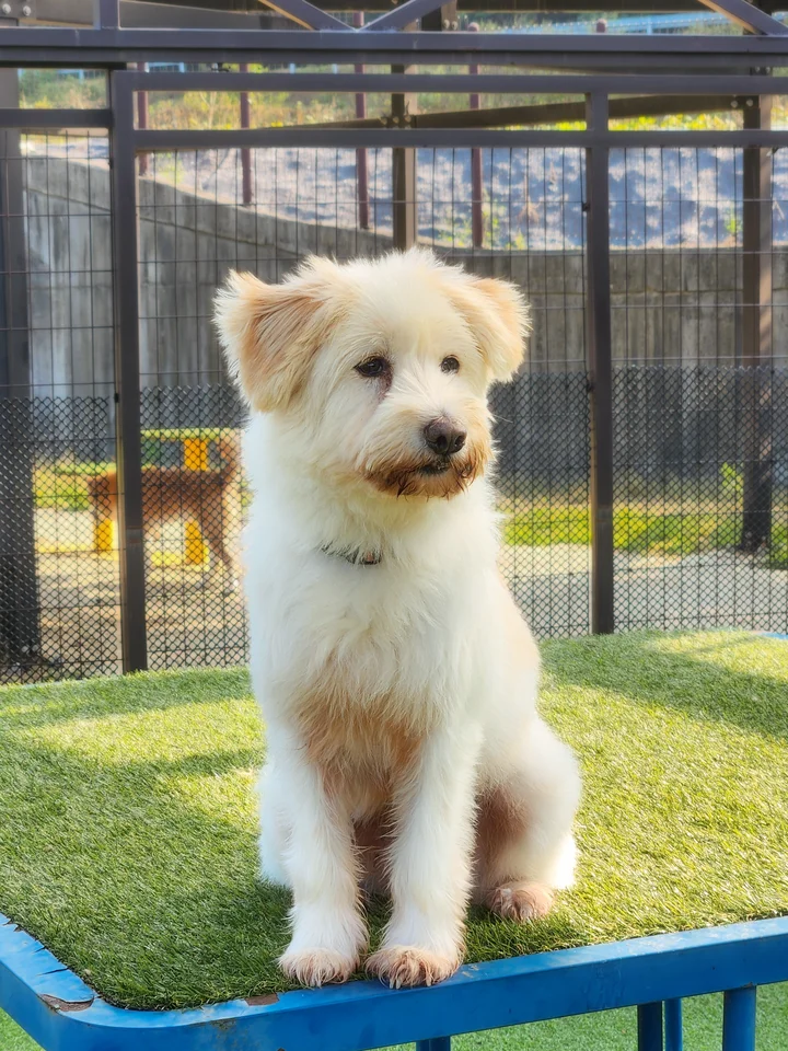 앙코 11