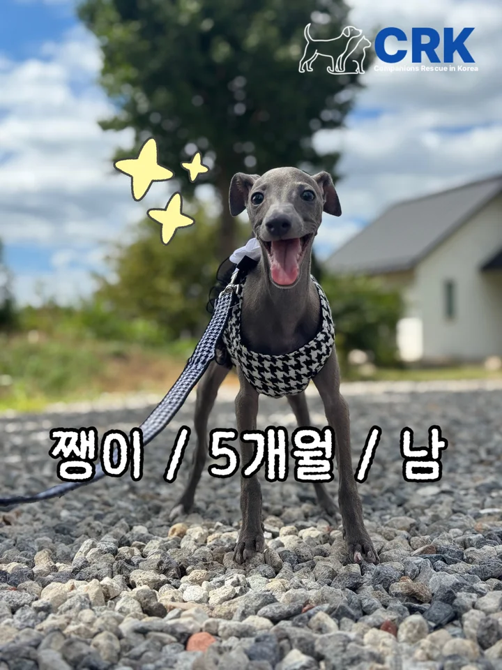 쨍이