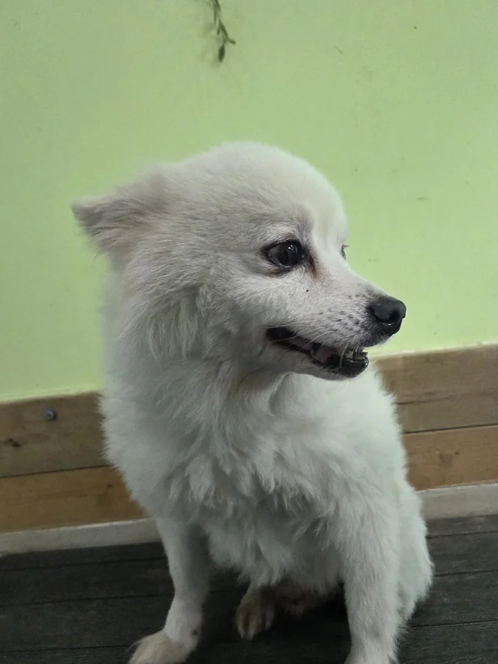 랑이 4