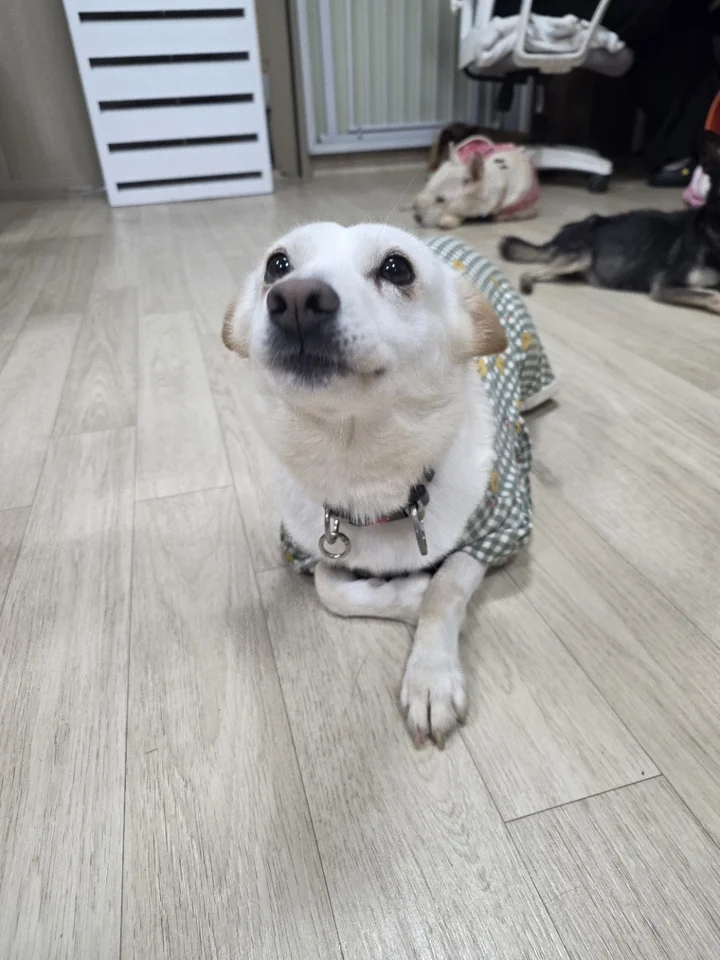 백희 2