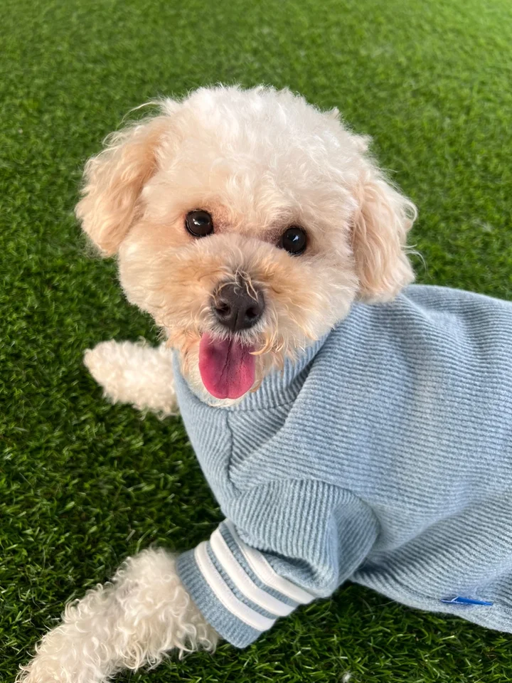 보니 5