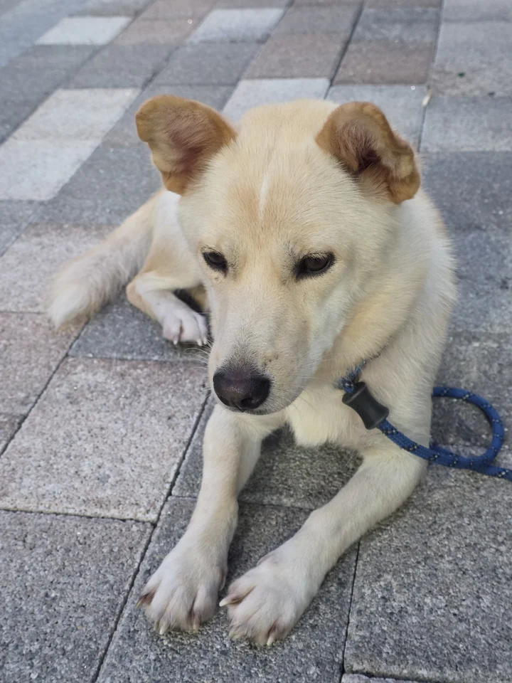 초롱이 6