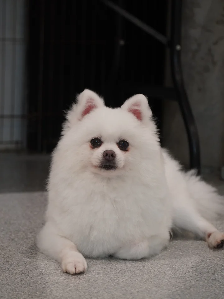 카니 6