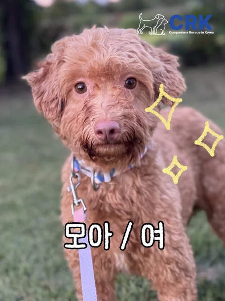 모아