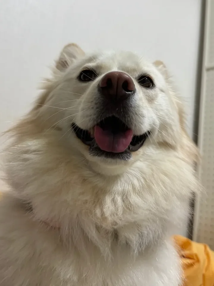 보경이 6