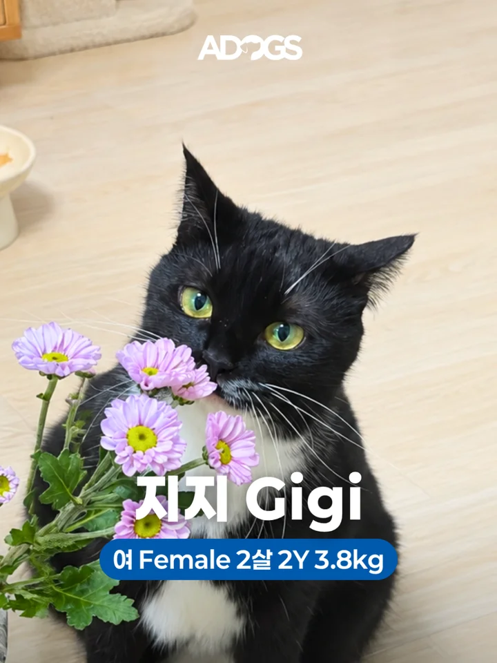 지지 1