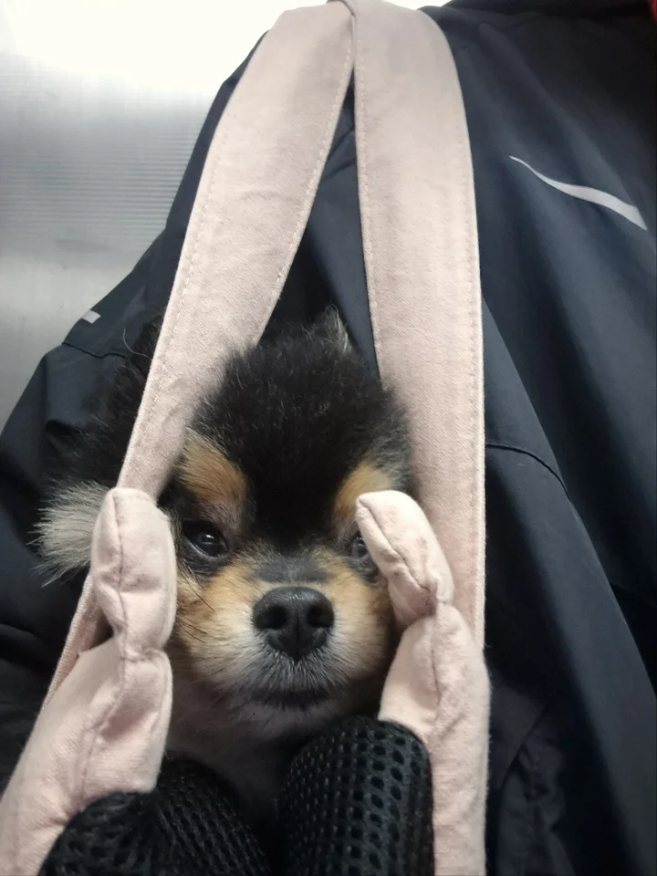 망치 8
