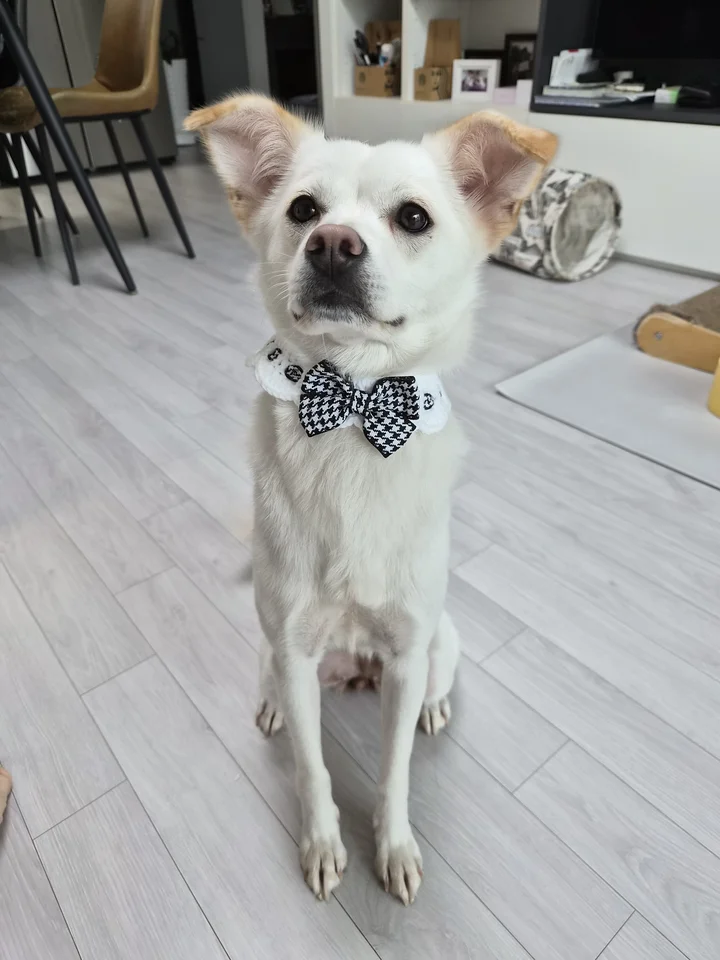 두부 2