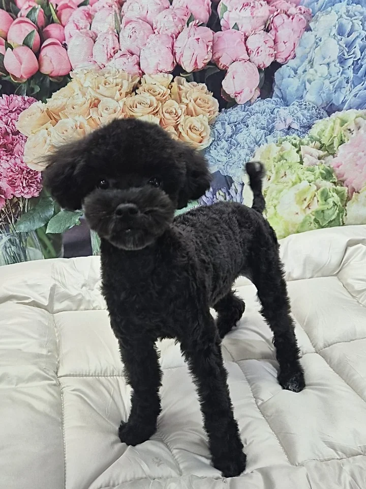 루카 2