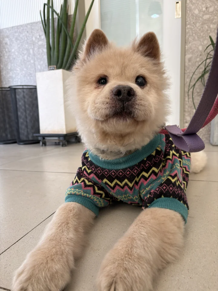 차돌 8