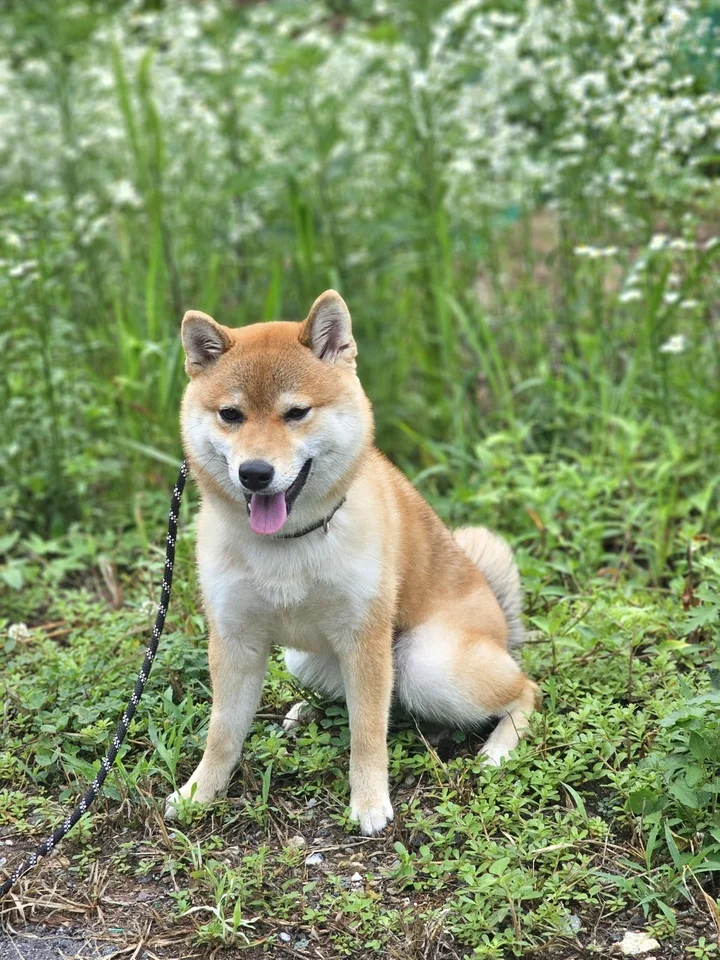 미호 5