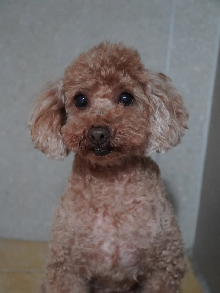 바타 6