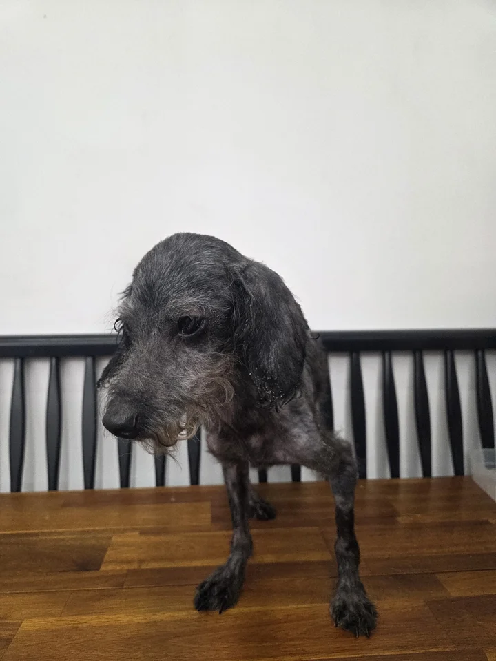 모루 7