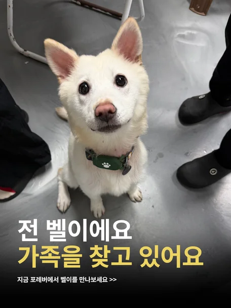 벨