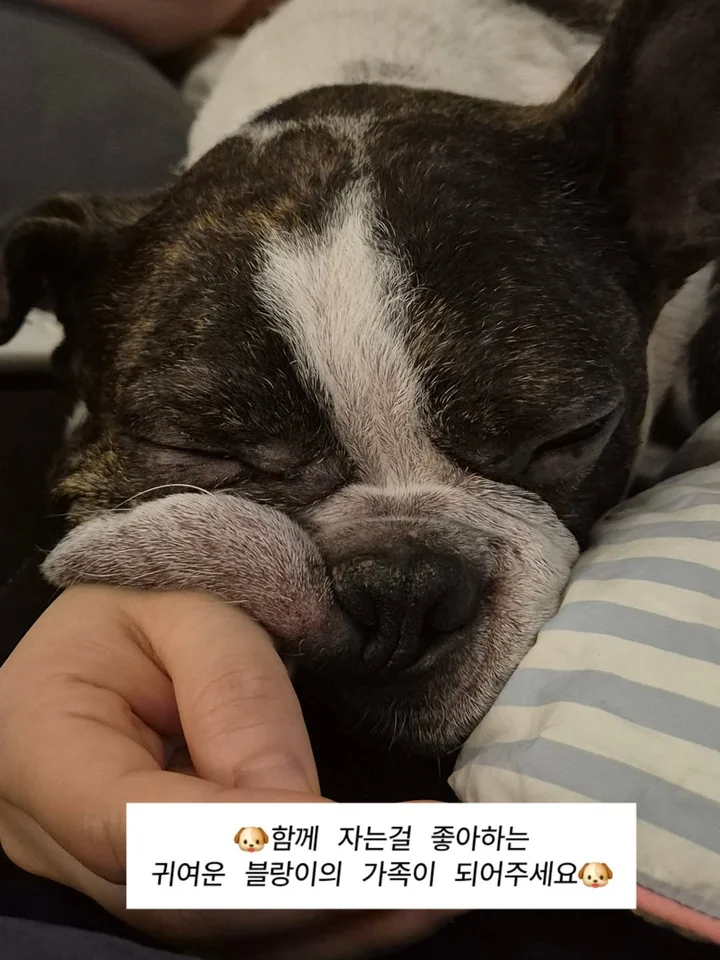 블랑이 4