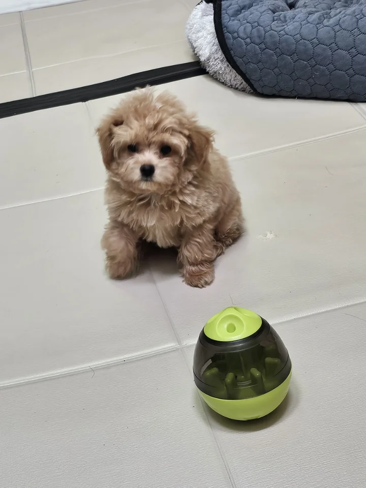 코타 6